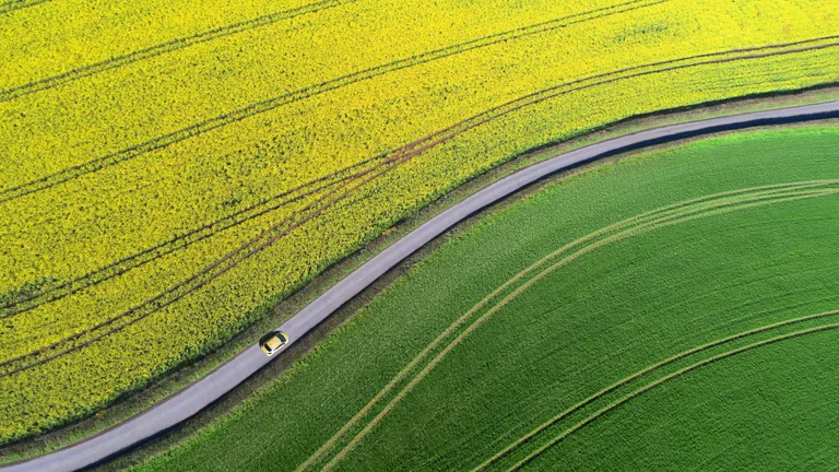 Card from above driving in a rapeseed field